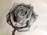 by Nevin 