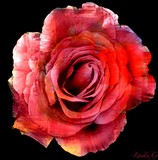 by Linda Gillespie