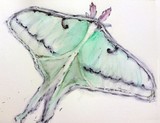 by Dana Koffenberger