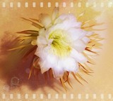 by Ingrid Kolster