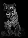 by Heather Ward
