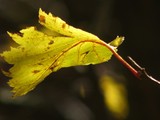 by Heli Aarniranta