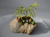by Pedra Viva mini jardins