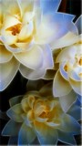 by Bonnie Gearhart