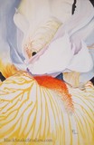 by Marjorie Huwa