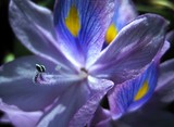 by Orian Ambient