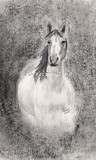 by N. Cooke