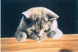 by Jacqueline A. Gaylard