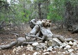 by Debra Kott