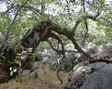 by Debra Kott