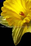 by Macsfield Images