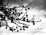 by Misty Bergener