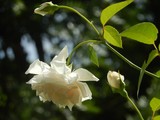 by Marie josé LAURIER