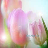 by Anne Vis