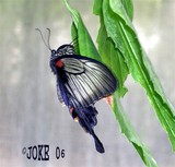by Joke Schotting
