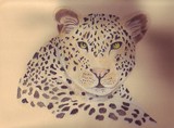 by Stevie  