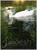 by Nela sandesh