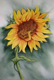 by Lori Azzolino