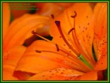 by Heli Aarniranta