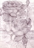 by Gabrielle  Lee         ( Shepherd)