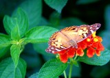 by Patricia Motley