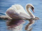 by Andrea Naylor