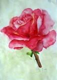 by Hedwig Pen
