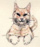 by Dana Koffenberger