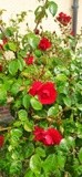 by Mihaela B