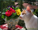 by Nira Dabush