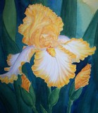 by Tanya Antimirova