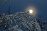 by Pamela Tweton