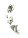 by Lea  Biccelli