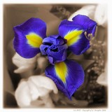 by Gaynor Henaghan