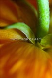 by margreto o