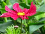 by Heli Aarniranta