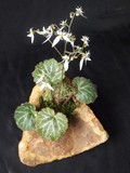 by Pedra Viva mini jardins