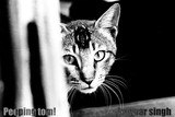 by kanwar singh