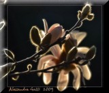 by Alessandra Gatti