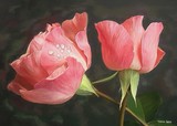 by Heloisa Castro