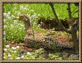 by Wia Cronje