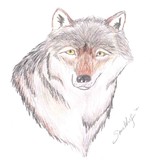 by Spirit  Wolf