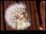 by Clayton Bruster