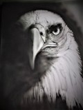 by ANDREW HOLLAND