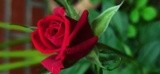 by Mihaela B