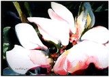 by Lenox Wallace