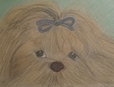 by Sherri Carchia-Dailey