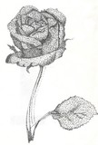 by Mariya Dumchenkova