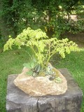 by Pedra Viva mini jardins