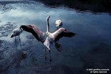 by geoffrey semorile